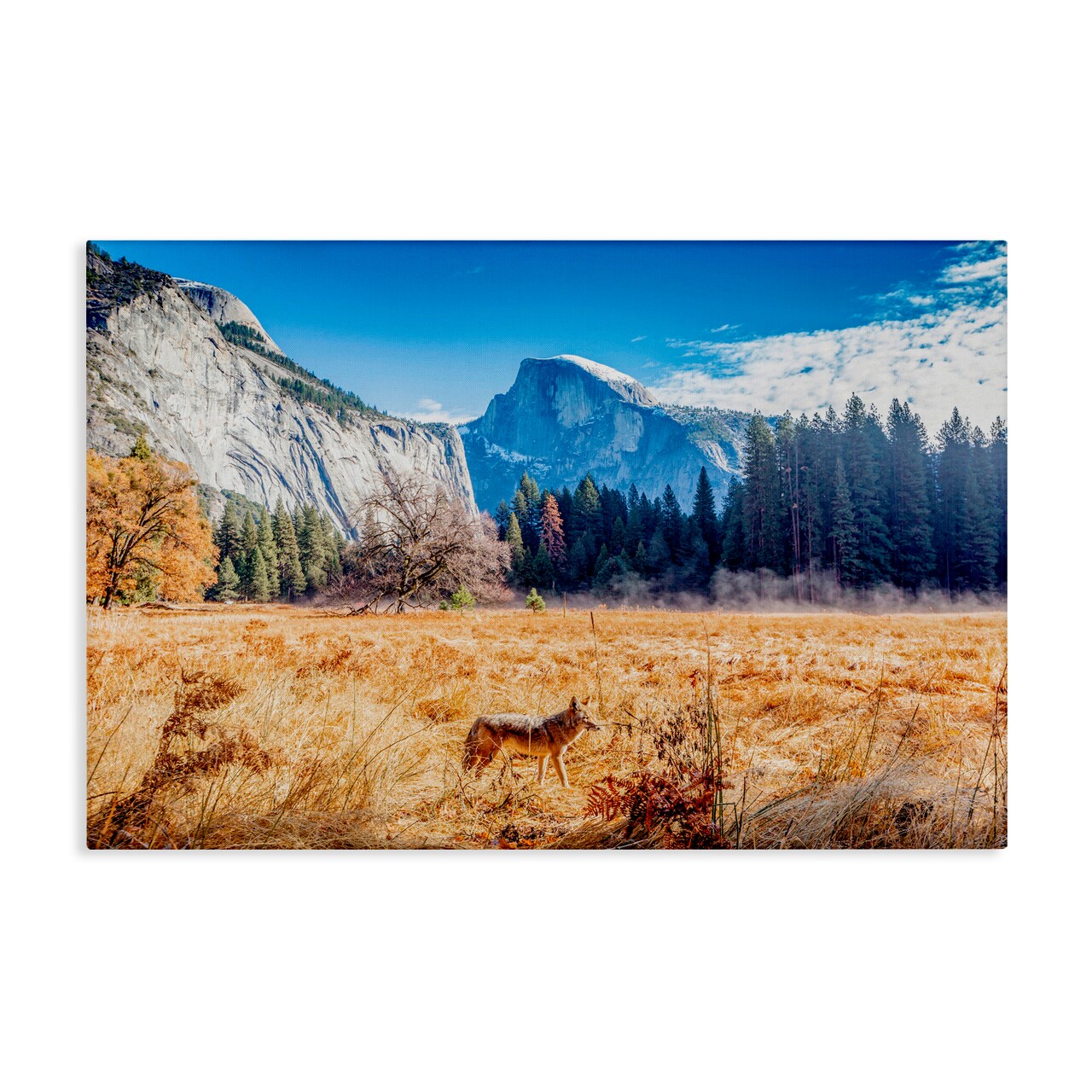 Stupell Industries Coyote in Mountain Prairie Canvas, design by Jeff Poe Photography